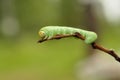 Insect caterpillar, close-up Royalty Free Stock Photo