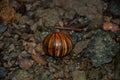 Insect caterpillar curled up on the stones. Borneo, Malaysia Royalty Free Stock Photo