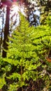 Insect caught in a spider web on a fern in the sun, Saxony, Germany Royalty Free Stock Photo