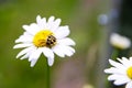 Insect on a chamomilel, a dybug on camomile green grass background, close up Royalty Free Stock Photo