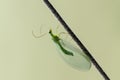 Insect Chrysoperla carnea, known as the common green lacewing, sits in the grass in a forest glade