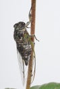 Insect, Cicada