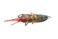 Insect cicada Royalty Free Stock Photo