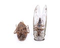 Insect Cicada Cicadoidea and Cicada nymph shell exuvum. Larva hatch shell. Royalty Free Stock Photo