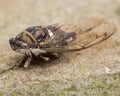 Insect Cicada Cicadoidea Royalty Free Stock Photo