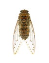 Insect cicada isolated on white background. Royalty Free Stock Photo