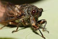 Insect Cicada on a leaf