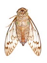 Insect cicada macro Royalty Free Stock Photo