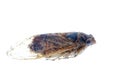 Insect cicada macro isolated Royalty Free Stock Photo