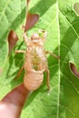 Insect cicada in moult.