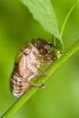A Insect cicada sits on forest plant on a summer day in the meadow Royalty Free Stock Photo