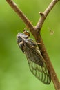 A Insect cicada sits on forest plant on a summer day in the meadow Royalty Free Stock Photo
