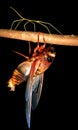 Insect cicada and walking stick bug Royalty Free Stock Photo