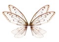 Insect cicada wing isolated on white background Royalty Free Stock Photo