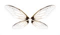 Insect cicada wing  isolated on white background Royalty Free Stock Photo