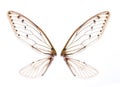 Insect cicada wings Royalty Free Stock Photo