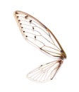 Insect cicada wings Royalty Free Stock Photo