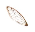 Insect cicada wings Royalty Free Stock Photo