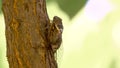 Cicadidae insect. Singing cicada. Cicadidae on the tree trunk. Flora of Europe. Little cicadidae. Macro close up. Insect