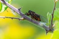 Insect Cicadidae family of cicadas on tree branch