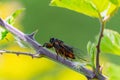 Insect Cicadidae family of cicadas on tree branch