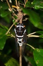 Insect Cicadidae family of cicadas. Cicadidae on the tree trunk. Traveling concept. Thailand