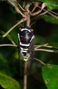 Insect Cicadidae family of cicadas. Cicadidae on the tree trunk. Traveling concept. Thailand