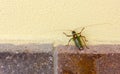 Insect Climbing a Yellow Wall