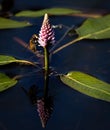 Insect clinging onto blooming water plant in the water.