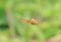 Dragonfly wings