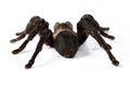 Insect, closeup and spider in studio, exotic and creepy on white background space. Bugs, scary and brown tarantula