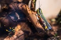 Insects closeup Wilhelma zoo natural park in the city of Stuttgart, Germany