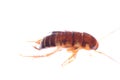 Insect cockroach bug Royalty Free Stock Photo
