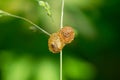 Insect cocoon on a stem of wild grass. Inside the cocoon is an active small green and yellow caterpillar, unknown species Royalty Free Stock Photo