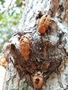 Insect cocoons abandoned by their owners due to the season changing cllothes