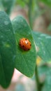 Insect Coelophora inaequalis perched on the leaves Royalty Free Stock Photo