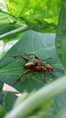 insect coleoptera polypagha