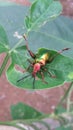 insect coleoptera polyphaga Royalty Free Stock Photo