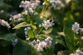 insect collecting nectar on buckwheat Royalty Free Stock Photo