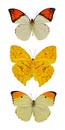 Insect collection of butterflies