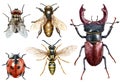 Insect collection watercolor illustration, isolated on white Royalty Free Stock Photo