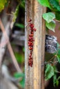 Insect colony collected on a wooden pole.