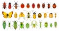 Insect color diversity Royalty Free Stock Photo