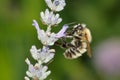 Common Carder Bumblebee