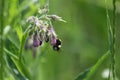 Insect on common comfrey in bloom closeup view Royalty Free Stock Photo
