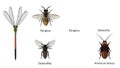 Insect Comparison Chart with Damselfly, Stingless Bee, Dobsonfly, and Cockroach Royalty Free Stock Photo