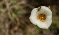 Insect Crawls On Sego Lily Petals