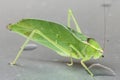 Leaf green leafhopper-Stilpnochlora couloniana