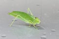 Leaf green leafhopper-Stilpnochlora couloniana