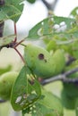 An insect damaged green prune fruit developing on a tree. Royalty Free Stock Photo